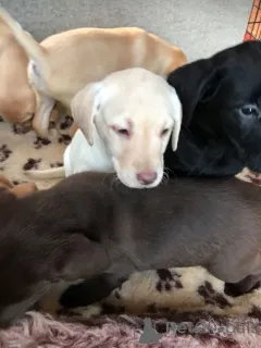 Фото №1. лабрадор-ретривер - купить в Лес за 46384₽. Объявление №159436