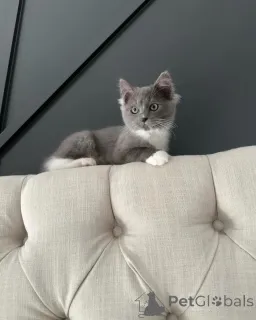 Фото №1. рэгдолл - купить в Эллмау за договорная. Объявление №156534