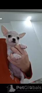 Дополнительные фото: Mini Chihuahuas