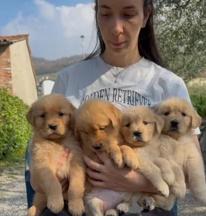 Фото №1. золотистый ретривер - купить в Альбурли за договорная. Объявление №167211