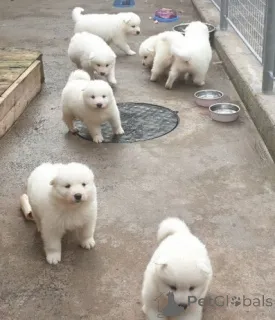 Дополнительные фото: Щенки самоеда.