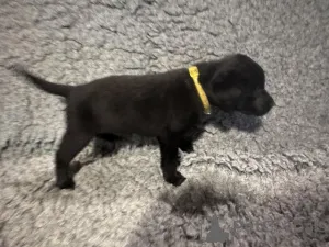 Дополнительные фото: У нас есть щенки лабрадора, которые ищут новый 5-звездочный дом и не работают