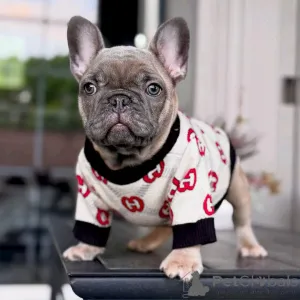 Фото №3. Französische Bulldogge Welpen Zur Усыновление.  Германия