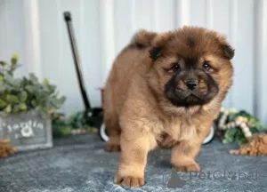 Фото №2 к объявлению №158655 о продаже чау-чау - купить в Объединенных Арабских Эмиратах 