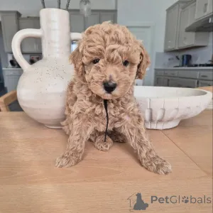 Фото №3. Продаются милые очаровательные щенки пуделя, обращайтесь в WhatsApp Business.  Германия