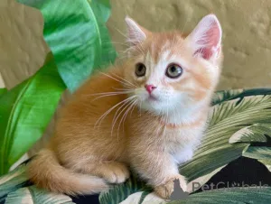 Фото №1. манчкин - купить в Дикер за 32468₽. Объявление №151486