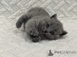 Фото №2 к объявлению №159963 о продаже британская короткошёрстная - купить в Германии частное объявление, из питомника