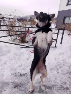 Дополнительные фото: Ищет дом крошка-собачка весом 6 кг