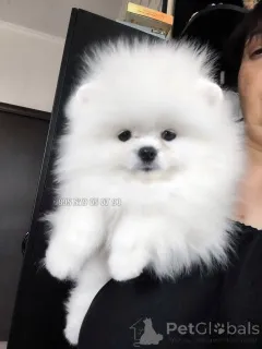 Фото №1. померанский шпиц - купить в Тбилиси за договорная. Объявление №146659