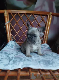 Дополнительные фото: Милые щенки французский бульдог.