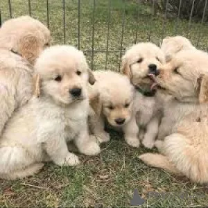 Фото №2 к объявлению №162613 о продаже золотистого ретривера - купить в Бельгии частное объявление, заводчик