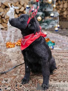 Фото №4. Продажа беспородную в Москова частное объявление - цена Бесплатно