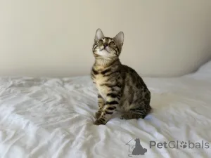 Дополнительные фото: Бенгальская кошка
