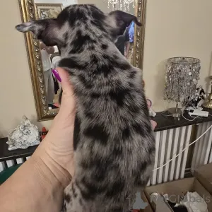 Дополнительные фото: ЭКСТРА маленькие щенки чихуахуа