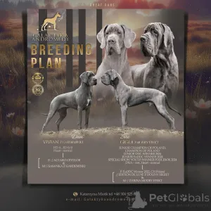 Фото №3. Немецкая голубая собака.  Польша