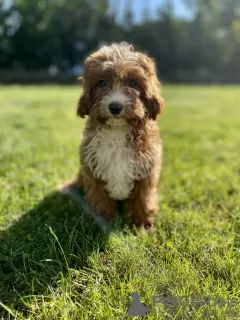 Дополнительные фото: Cavapoo Poodle & Cavalier Красивая сука Добро пожаловать!!