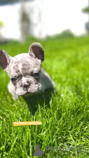 Дополнительные фото: Hello, french bulldog puppies for sale.