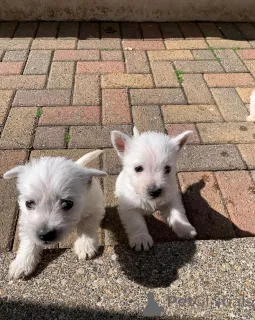 Дополнительные фото: Доступны щенки йорки чистой породы