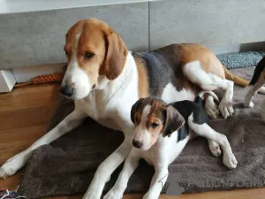 Дополнительные фото: Щеночки русской Гончей. Нам полтора месяца.