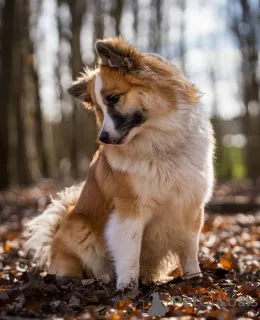 Фото №1. исландская собака - купить в Айзлинген за 46384₽. Объявление №157830