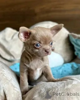 Фото №2 к объявлению №165374 о продаже чихуахуа - купить в Германии частное объявление, из приюта