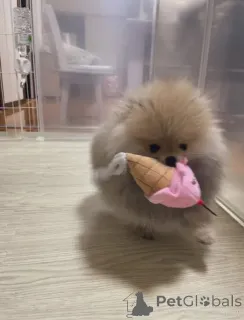 Дополнительные фото: Adorable pomeranian