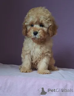 Фото №2 к объявлению №156648 о продаже пуделя (той) - купить в Беларуси 