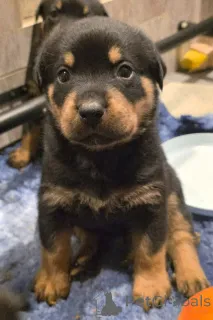 Фото №1. ротвейлер - купить в Rumnelrange за договорная. Объявление №167000