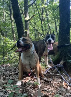 Фото №4. Продажа американского мастифа в Беларусь частное объявление - цена 18553₽