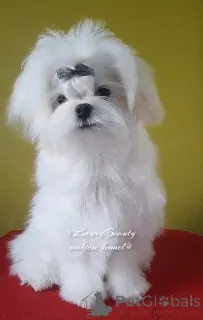 Фото №3. Бездоганні щеня мальтезе..  Украина