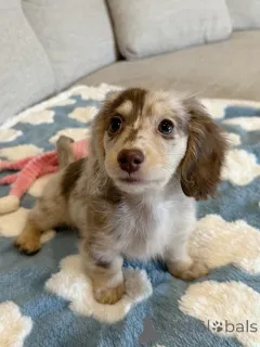 Фото №1. такса - купить в Ганновер за договорная. Объявление №163657