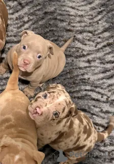 Фото №1. американский бульдог - купить в Фрейзинг за 32468₽. Объявление №154215