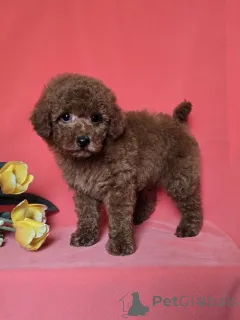 Дополнительные фото: Rote Zwerg pudel welpen