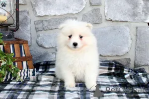 Фото №3. Puppy KC зарегистрировал Самоид..  США