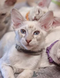 Фото №1. балинезийская (балийская) - купить в Нью-Йорке за 54211₽. Объявление №140166