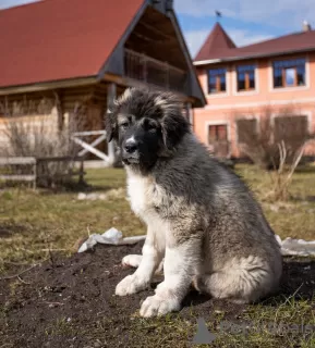 Фото №2 к объявлению №99870 о продаже кавказскую овчарку - купить в Латвии заводчик