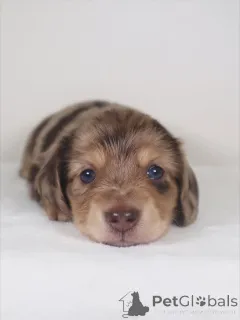 Фото №1. такса - купить в Thorlákshöfn за договорная. Объявление №159638