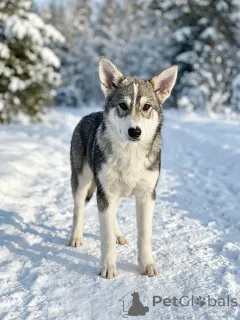 Дополнительные фото: Три щенячьх сердца ищут добрых хозяев