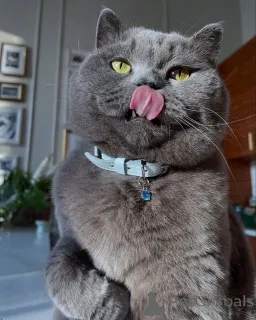 Фото №3. Мирная, любящая и бесконечно элегантная Мисти спокойствие в вашем суетливом. Германия