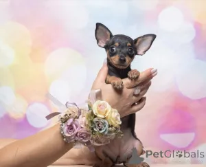 Дополнительные фото: Той терьер Русский Той щенки с родословной