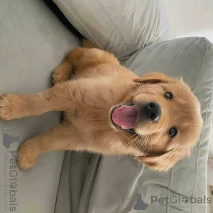 Фото №1. лабрадор-ретривер - купить в Мюнхене за договорная. Объявление №156079