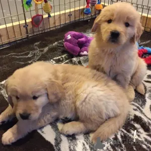 Фото №1. ризеншнауцер - купить в Берлине за 74214₽. Объявление №138866