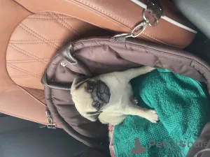 Дополнительные фото: Щенки мопса