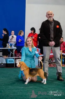 Фото №3. Щенки чистокровного Бигля.  Россия