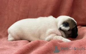 Фото №2 к объявлению №158838 о продаже французского бульдога - купить в Люксембурге заводчик