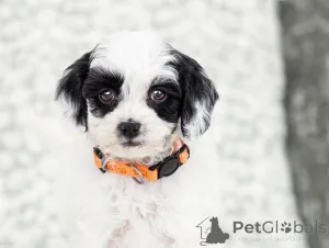 Фото №2 к объявлению №155610 о продаже лабрадудля - купить в Италии частное объявление