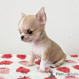 Дополнительные фото: Симпатичные очаровательные щенки чихуахуа на продажу, свяжитесь с WhatsApp