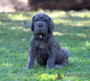 Фото №1. неаполитанский мастиф - купить в Baierbrunn за договорная. Объявление №167574