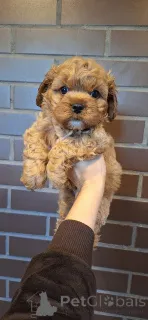 Дополнительные фото: Юлия Кожухар