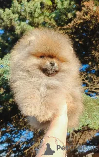 Дополнительные фото: Pomeranski Mini Shpic Pomeranian Spitz Померанские Мини шпицы